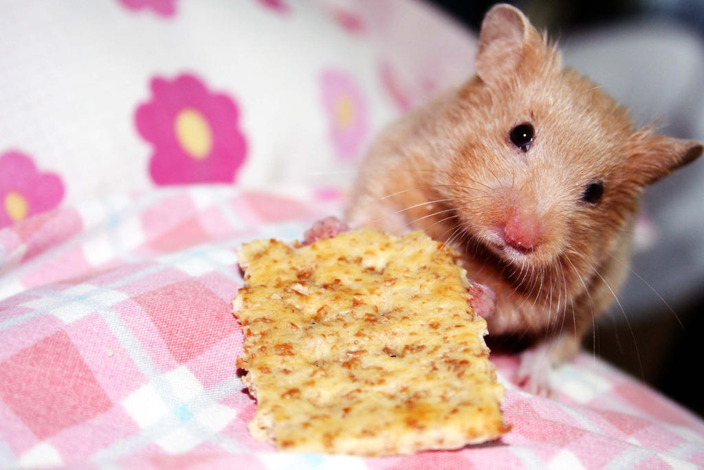 Cookie Hamster by Anakpatok