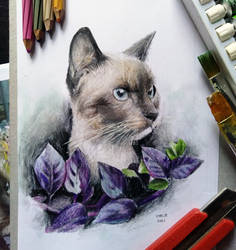 Siamese Cat