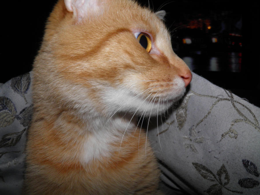 WHATD YOU SAY PUNK by forever at peace on DeviantArt WHATD YOU SAY PUNK by forever at peace on DeviantArt