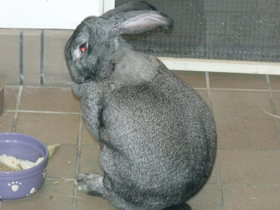 Bunny cleaning himself