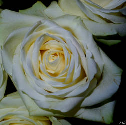 just a white rose