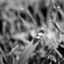 Drops I