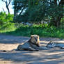 Kruger National Park 25