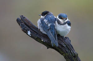 White Throated Swallows - SA by AshleyWass