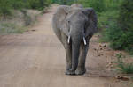 Wandering Elephant - SA