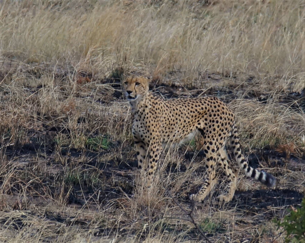 Cheetah Pilanesberg South Africa by AshleyWass