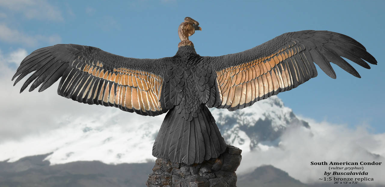 Andean Condor 2 by Sayaduya on DeviantArt