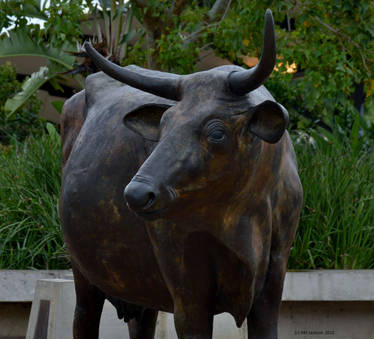 Explore The Best Nguni Art Deviantart Explore The Best Nguni Art Deviantart
