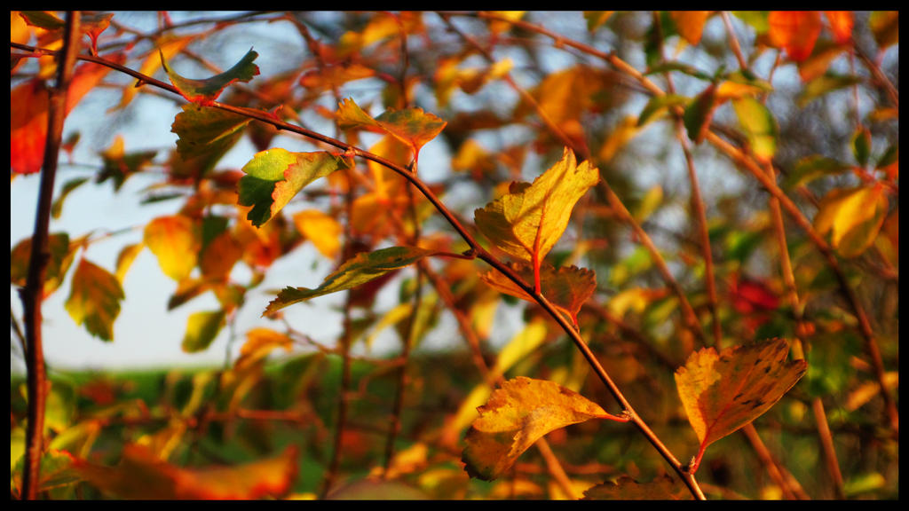 Autumn Colours