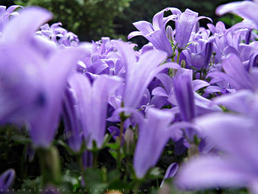 Purple Flowers.