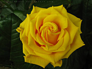 Yellow Rose.