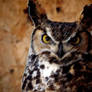 Eagle Owl