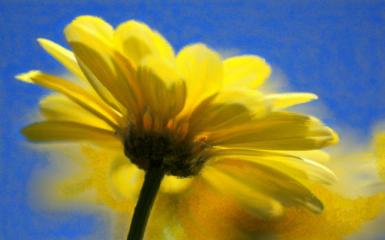Mon Fleur Jaune (My Yellow Flower)