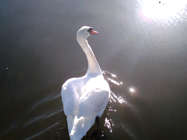 swan