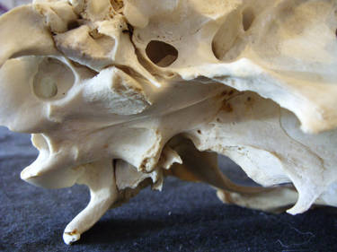 bone shoot photo 7