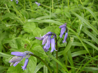 blubells