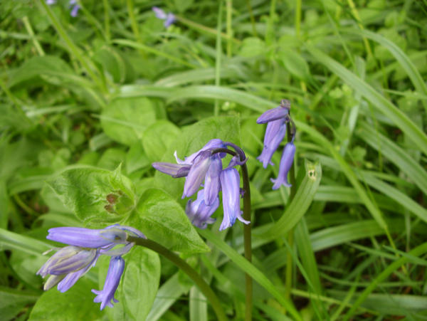 blubells