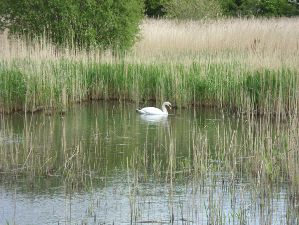 wildlifecenter1