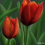 Tulip