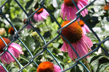 Fenced Flowers