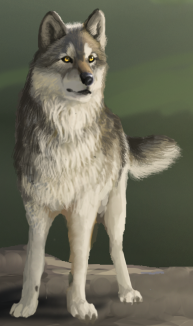 Introduction - Wolf Detail by WindSeeker