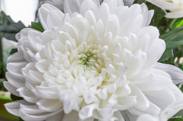 Chrysanthemum