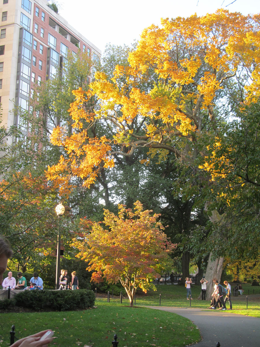 The bright trees