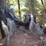 stockcat - strange tree -