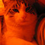 Jasmine the fierce orange cat