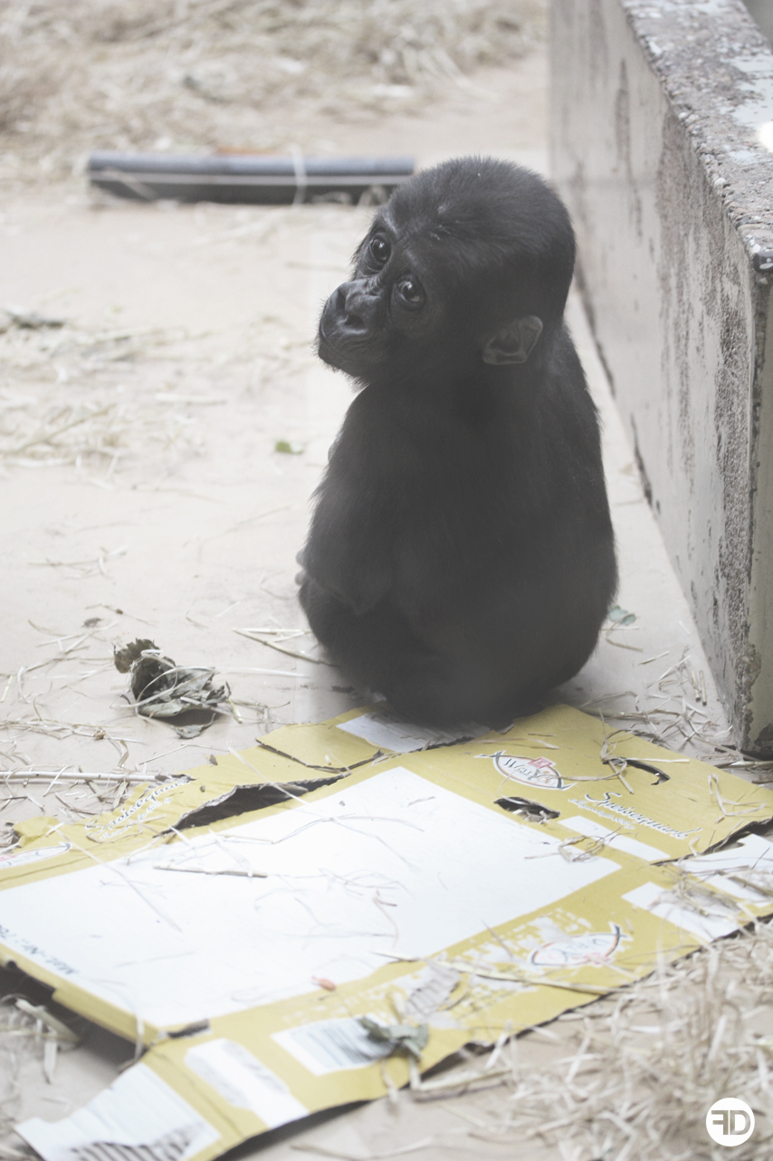 baby gorilla