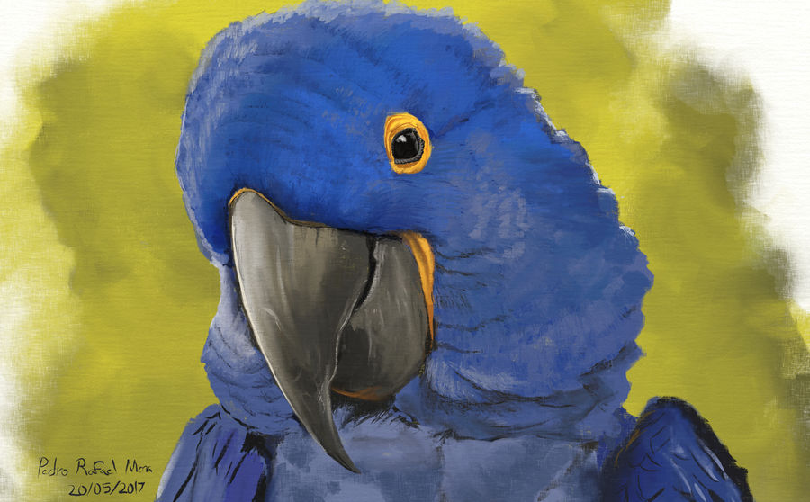 Hyacinth macaw