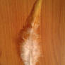 Golden phoenix feather Stock