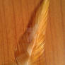 Golden feather Stock 1-P2U