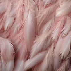 (F2U) Free Feathers Stock Photo - Pink