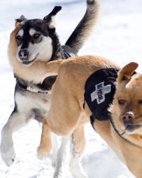 Ski Patrol Dogs