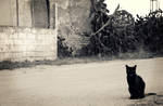 Black Cat by KisaSunrise