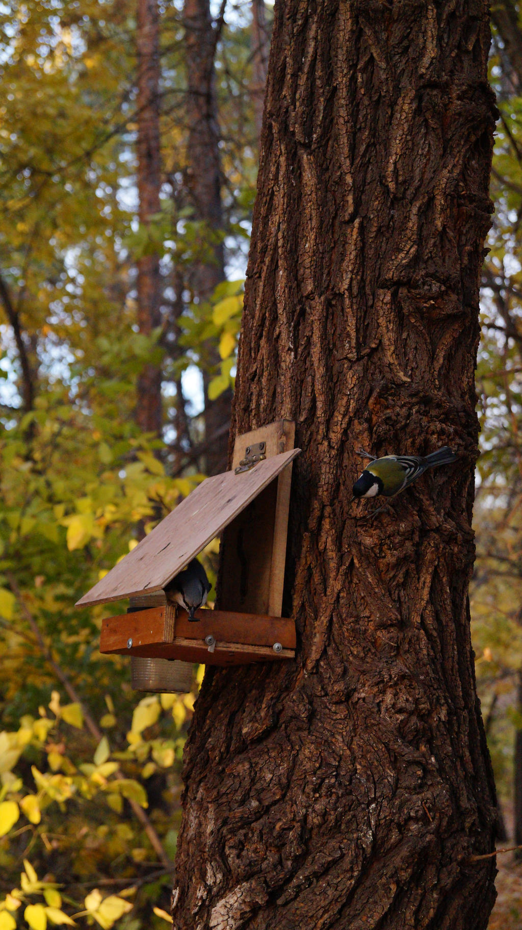 titmouse and nuthatch