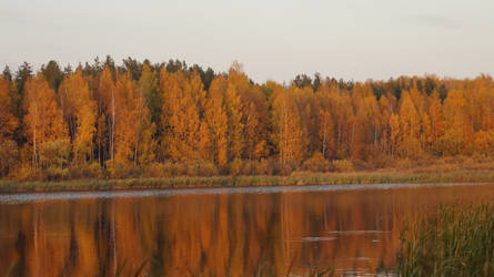 autumn forest