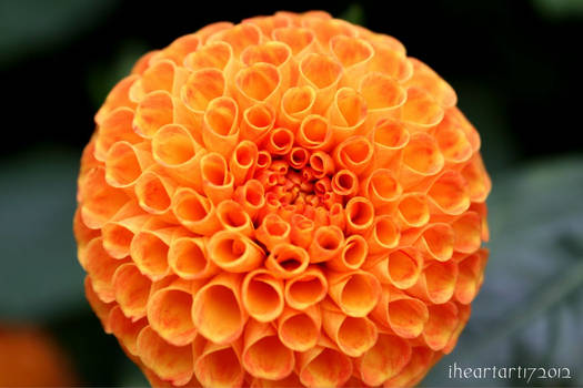 A flower full of circles