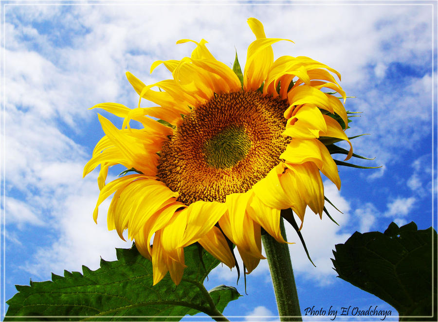 Sunflauer Sunflower_3 by elhunter on DeviantArt