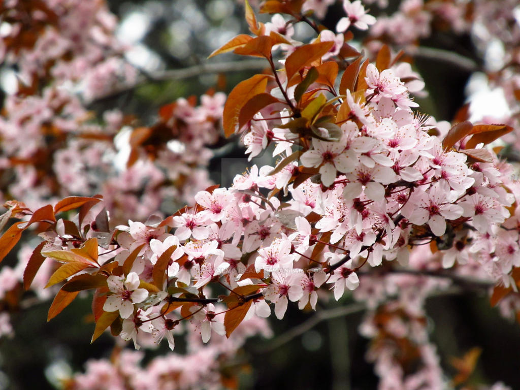 Pink Spring by MetalMouseArt on DeviantArt