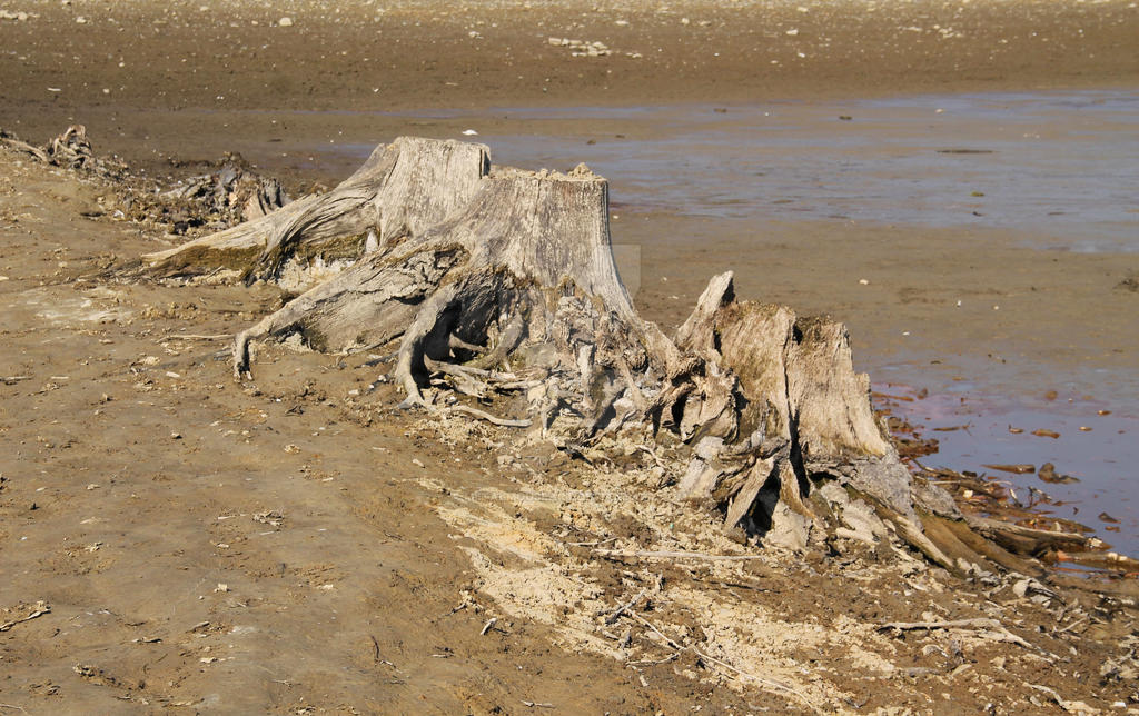 Stumps Shell Three Stumps by MetalMouseArt on DeviantArt