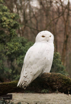 Snowy owl