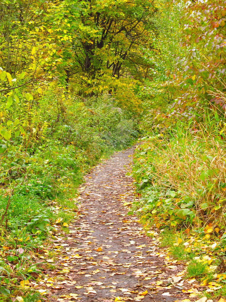 Hanging Path Leaves-covered path by MetalMouseArt on DeviantArt