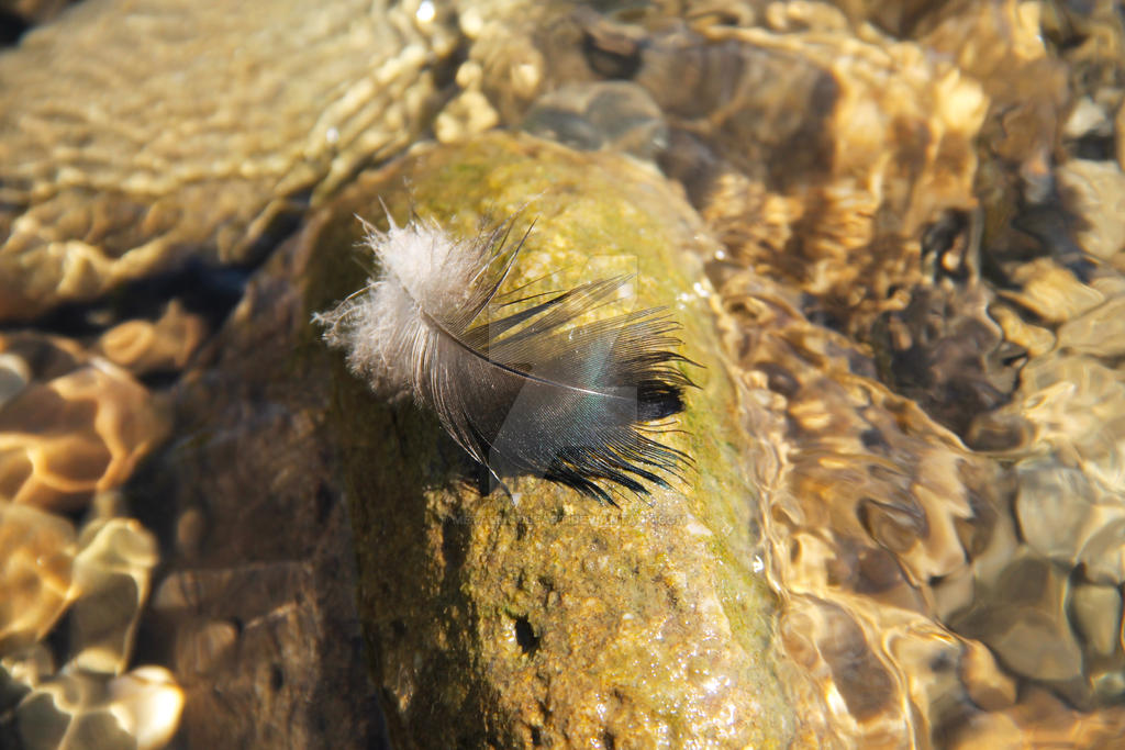 Duck feather by MetalMouseArt on DeviantArt