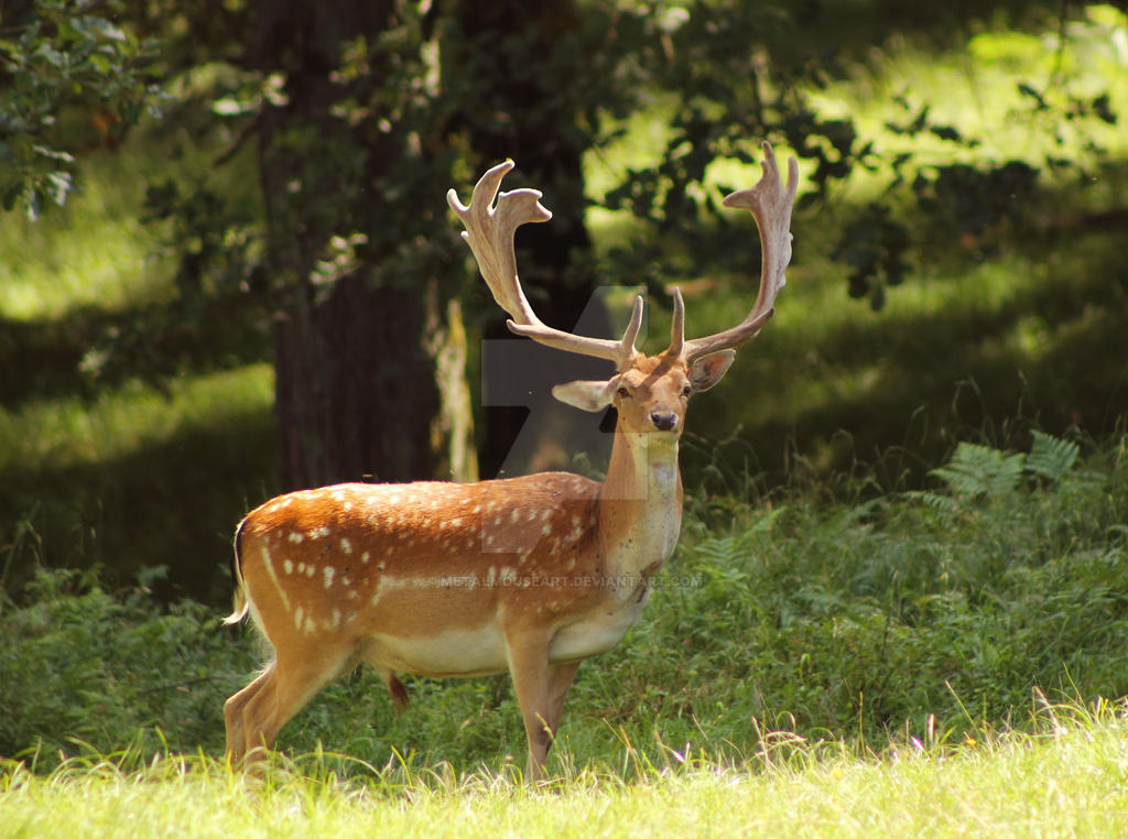 Deer And Celery: The Shocking Truth! - 8fsvf76