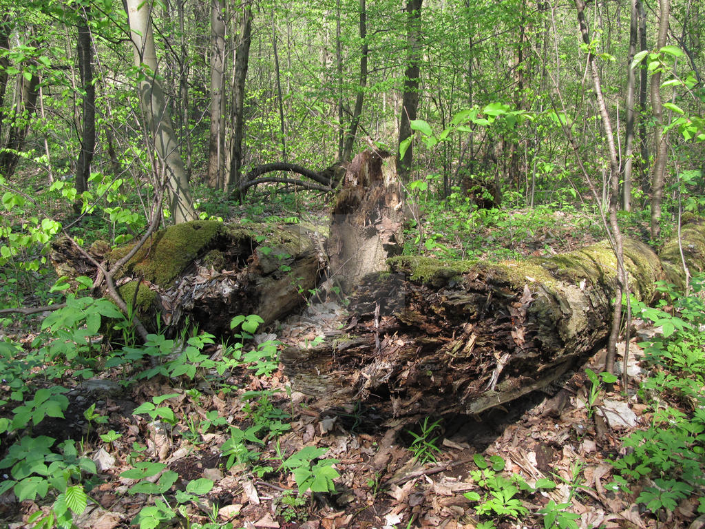 Decay by MetalMouseArt on DeviantArt