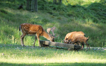 Wildlife of Hukvaldy 7