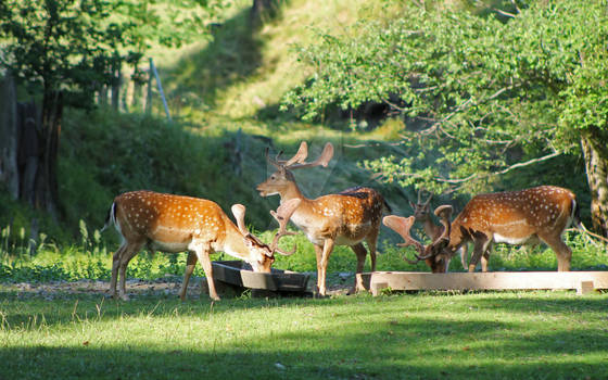 Wildlife of Hukvaldy 10