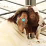 Boer goat, exhibition of farm animals